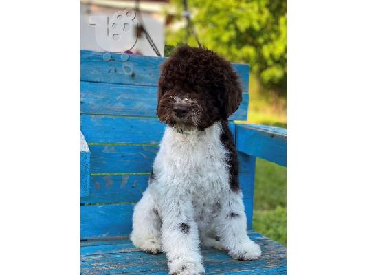 Κουτάβια Lagotto Romagnolo